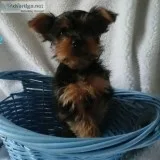 Yorkie puppies