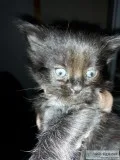 Free kittens
