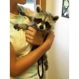 AVAILABLE RACCOONS PUPS ALL READY AND VERY FRIENDLY