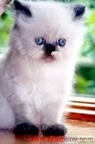 Himalayan Persian Kittens for Sale.