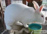 CUTE AND ADORABLE RABBITS AVALIBLE
