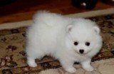 Teacup Pomeranian