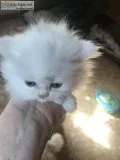 Persian kitten Registered