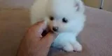 Beautiful Teacup Pomeranian Puppies Ready to Go