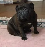 English bulldog female seal 4 yrs papers microchip