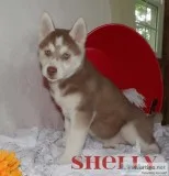 Shelly Female Siberian Husky