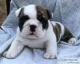 AKC English Bulldogs