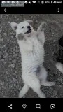 Arctic wolf hybrid pup