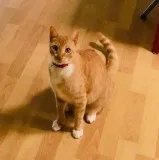 LOST CAT NO Collar Has Microchip