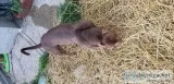 Tri chocolate bully male 2 years 6 months abkc registerd
