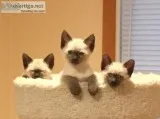Siamese Kittens