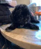 Yorkie and yorkie mix puppies