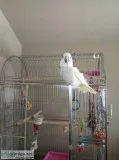 Umbrella cockatoo