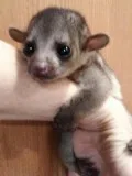 KINKAJOU FOR SALE