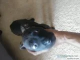Tiger stripe pitbull sale sale 11weeks