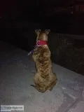 Sweet Beautiful Pitt