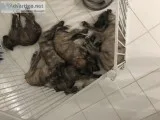 Irish Wolfhound puppies
