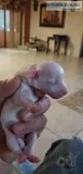 BICHON FRISE