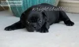 Frenchton Pups