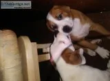 Pitbull mix puppies