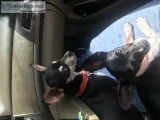 2 chihuahua min pin puppies