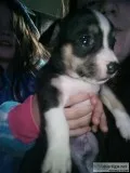 Chihuahua puppies
