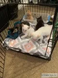 Kittens