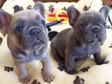 Adorable Male and Female French Bulldog puppies for sale