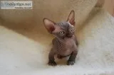 Sphynx KITTENS