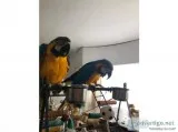 Blue and Gold Macaws (Rescue)