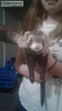2 BEAUTIFUL Ferrets