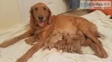 golden retriever puppies