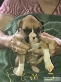Boxer Puppies