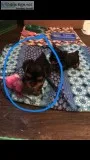 Yorkie puppy