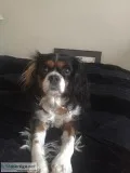 Cavalier King Charles Spaniels for Sale