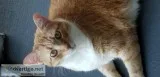 Free Cat Supplies