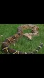 Male boa constructor for sale