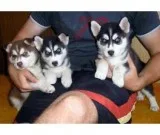Shiberien huskies puppies
