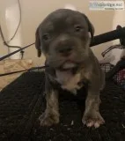 American Bully puppies