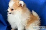 ADORABLE POMERANIAN PUPPIES