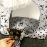 YORKIE    PUPPIES      FOR     REHOMING