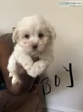 Maltese puppies