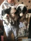 Lovely Border Collie Puppies