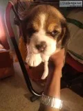 Pure bred beagle puppies