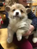 Gorgeous Welsh Corgi Puppies
