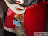 PomChi Male