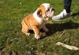 Beautiful chunky British Bulldog puppies