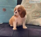 Cavalier King Charles Puppies 804 X 429 X1581
