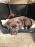 AKC registered Labrador
