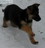 German Sheperd Dog